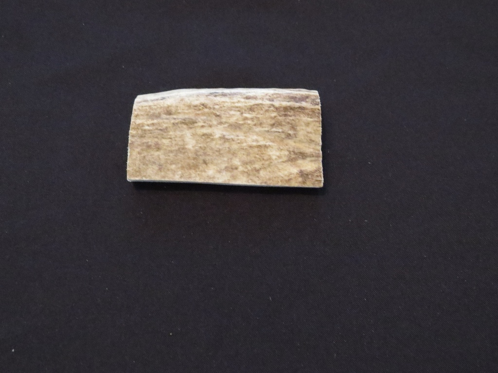 Small Moose Antler