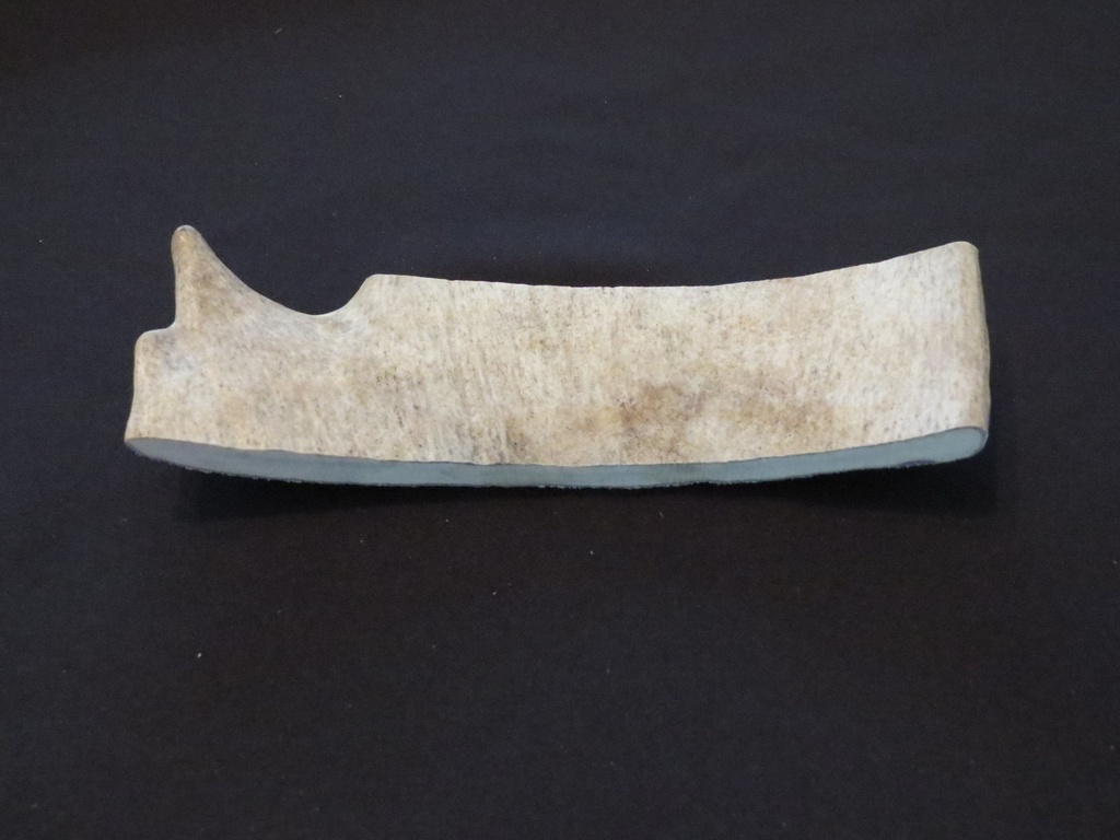 Large Moose Antler
