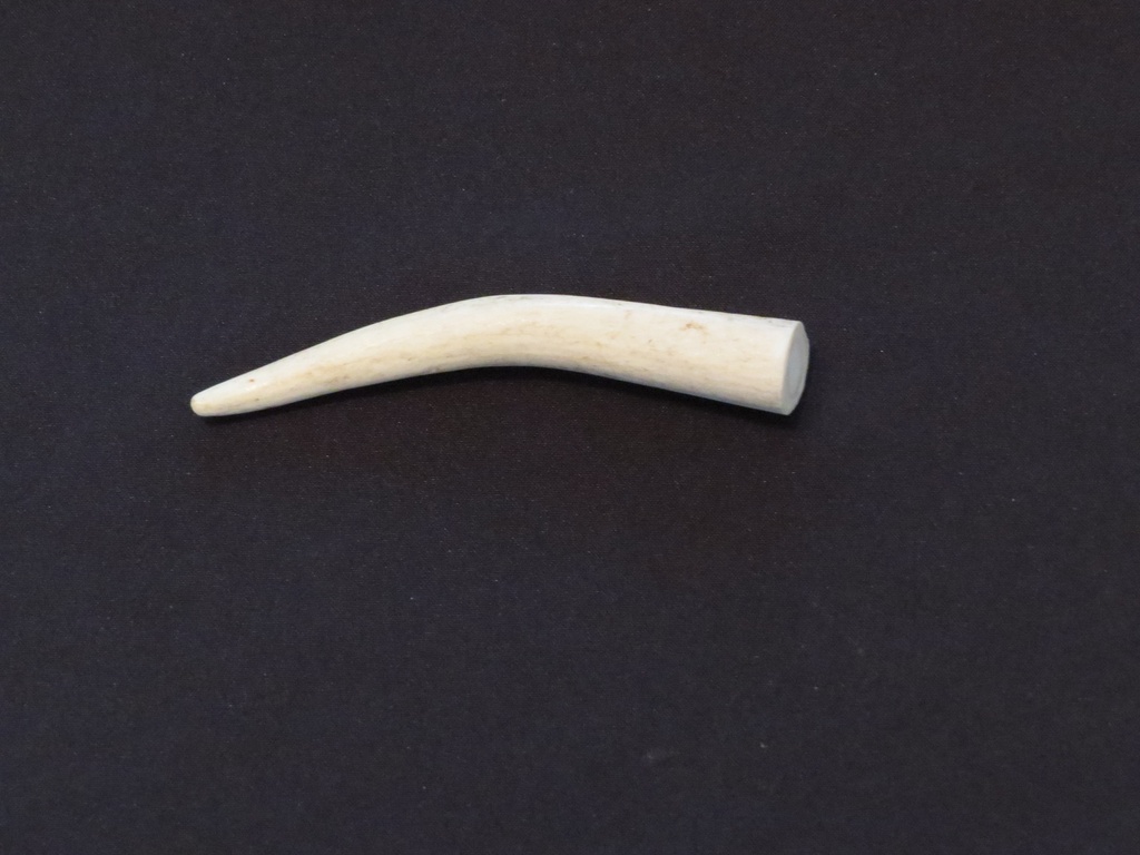 Small Elk Antler