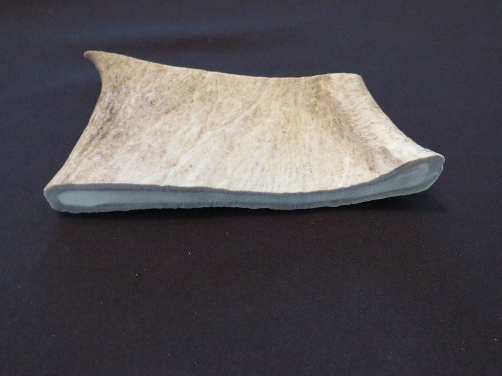 Extra Large Moose Antler