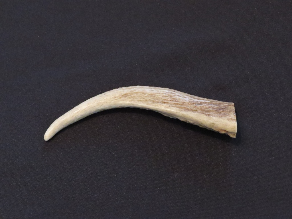 Medium Elk Antler