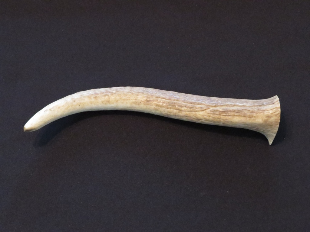 Large Elk Antler