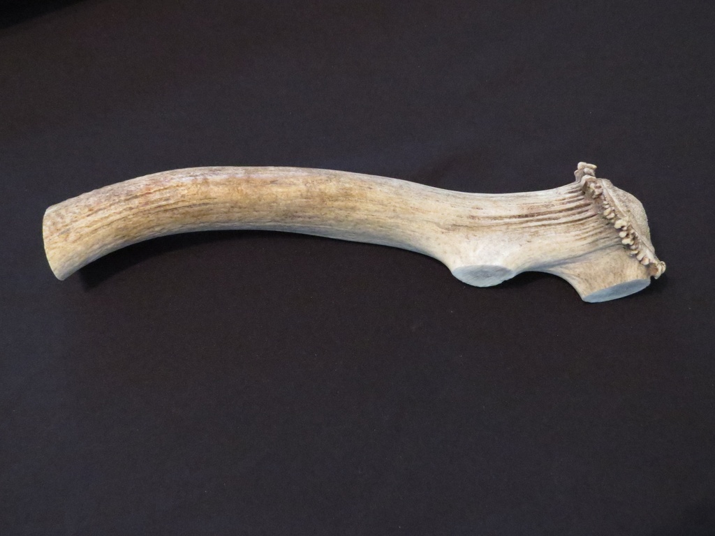 Extra Large Elk Antler