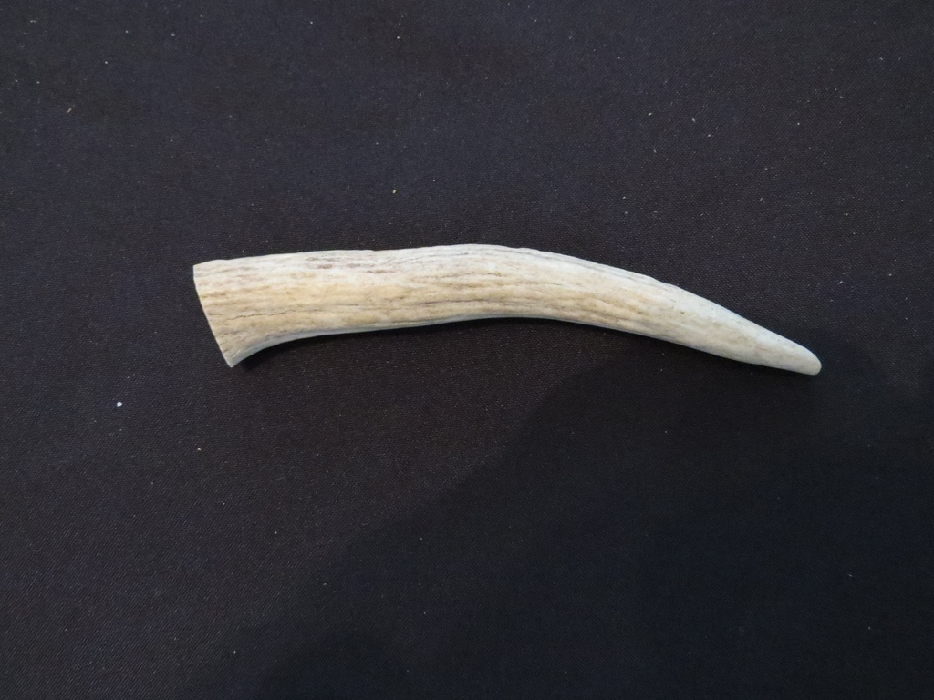 Small Deer Antler
