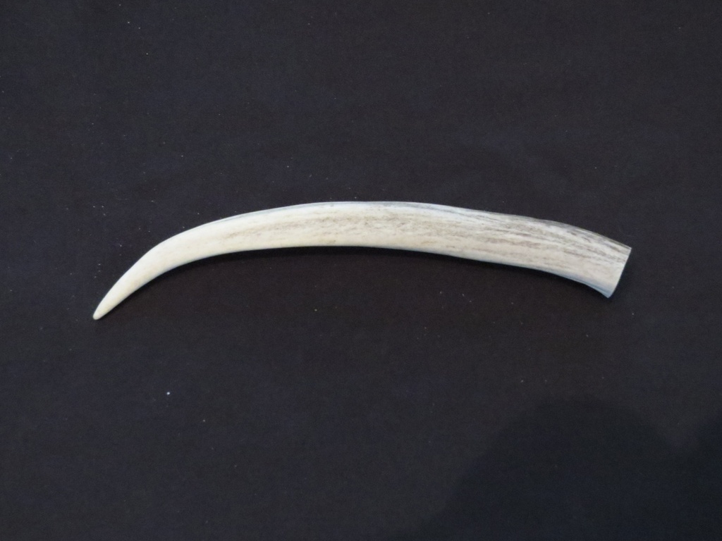 Large Deer Antler