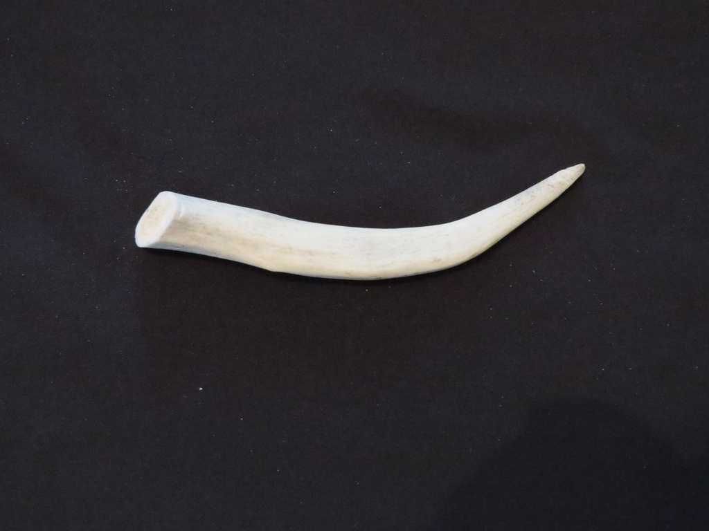 Medium Deer Antler