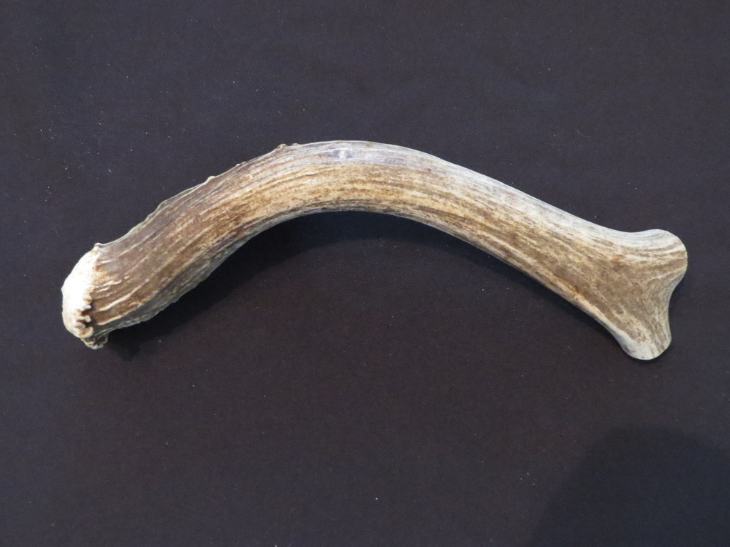 Extra Large Deer Antler